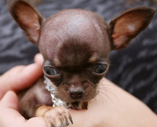 世界最小狗狗现身身长仅为9厘米