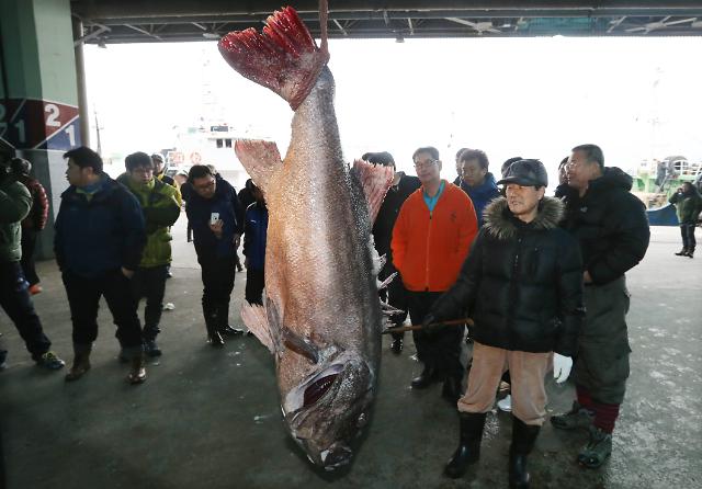 釜山渔民捕获巨型鲈鱼 体长堪比成人