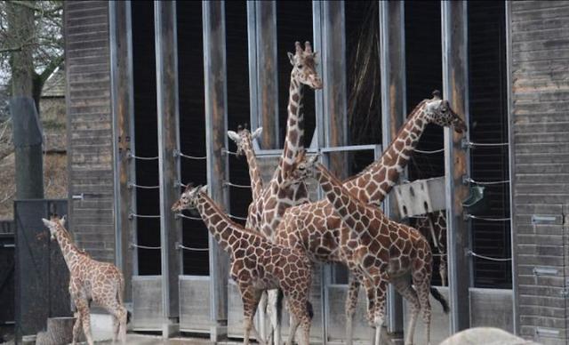 丹麦动物园为优生 电死长颈鹿喂老虎 
