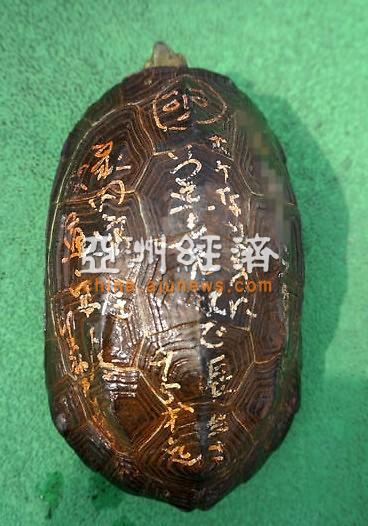 日本奈良发现“许愿金龟” 龟壳上写有愿望