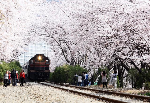 初春领略韩国最大樱花庆典——镇海军港节