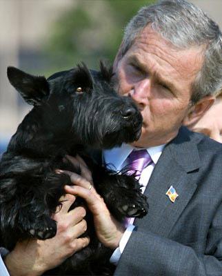 小布什爱犬去世 患癌被“安乐死”