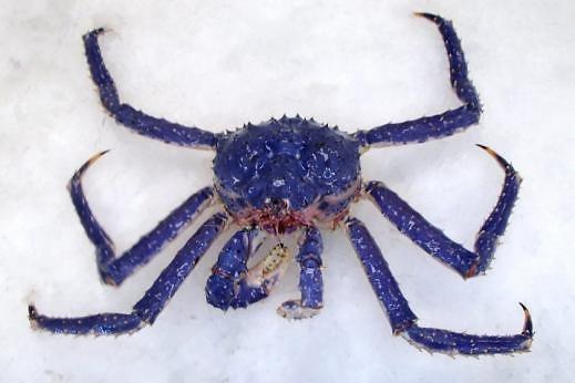 阿拉斯加渔民发现罕见钴蓝帝王蟹