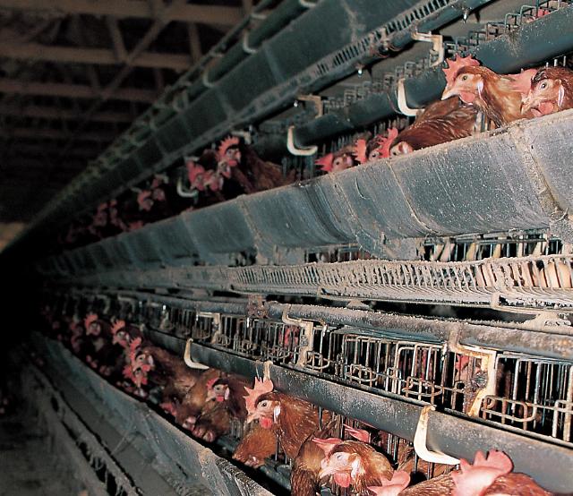 South Korea suspends imports of poultry from US  
