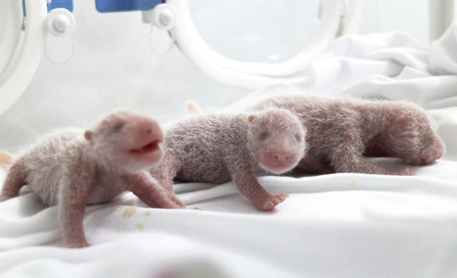 China sees 32 panda cubs survive in 2014