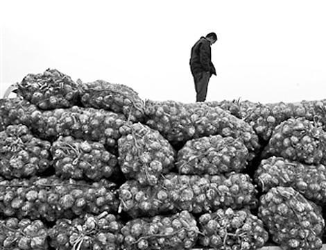 中国蒜农就大蒜被韩国退货致信朴槿惠：请给个交代