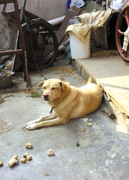 老人去世 忠犬连续十余天绝食相随主人而去