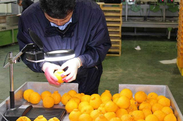 济州柑橘“汉拿峰”首次出口美国 做好检疫势在必行