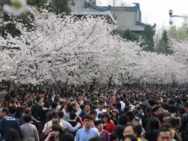 韩日争樱花起源地 中国樱花产业协会称源于中国