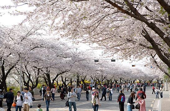 首尔9日起迎浪漫樱花季 赏花与庆典一个都不能少
