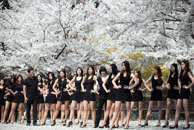 韩国模特女学生樱花树下练猫步（图组）