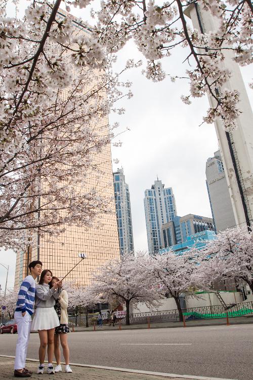 Cherry blossoms in full bloom in Yeouido, Seoul 