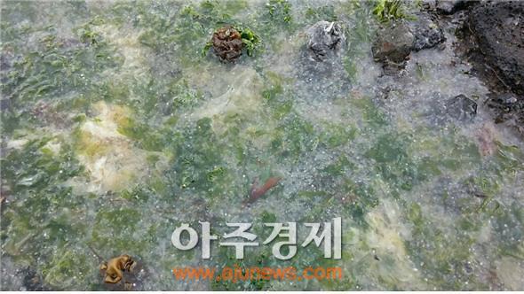 ▲'송곳살파'가 뒤덮인 해안가