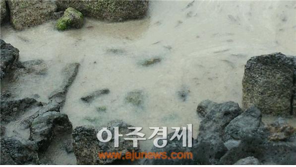 ▲송곳살파로 인해 변해버린 바닷물 색깔
