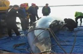 Gigantic whales have nerves like bungee cords: study