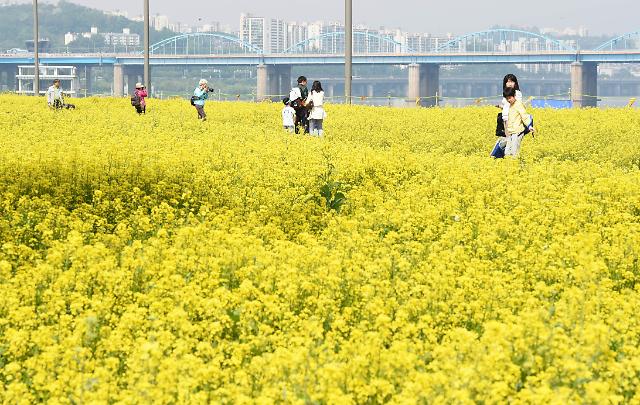 Rape flower festival held on Seorae-seom Islet in Han River