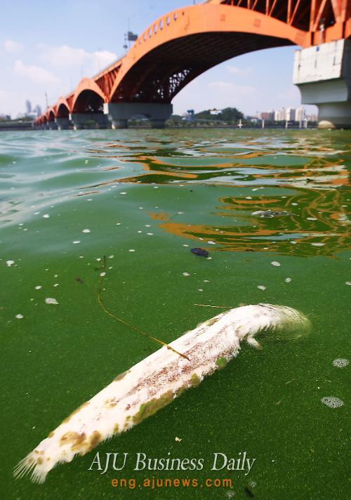 Algal bloom under bridge over Han River 