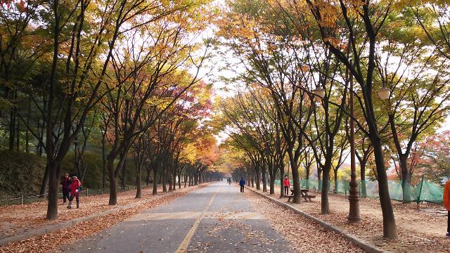 단풍이 드는 이유? 나무들의 '생존전략'이었다…추운 겨울 나기 위한 노력 | 아주경제