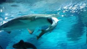 Large shark swallows small one at South Korean aquarium