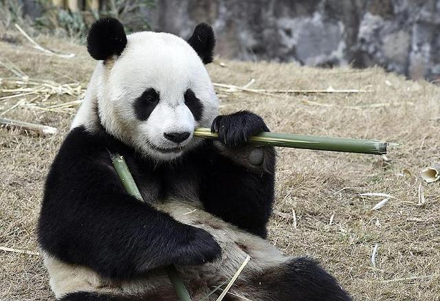Chinese pandas arrive in South Korea