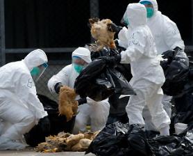 South Korea resumes poultry exports to Hong Kong