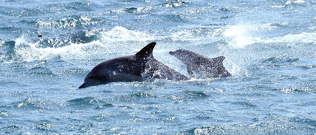 Released dolphin gave birth to baby in wild