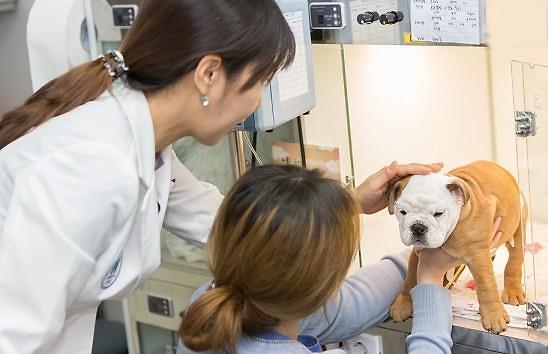 韩政府欲实施"动物护士"制度 遭业界反对