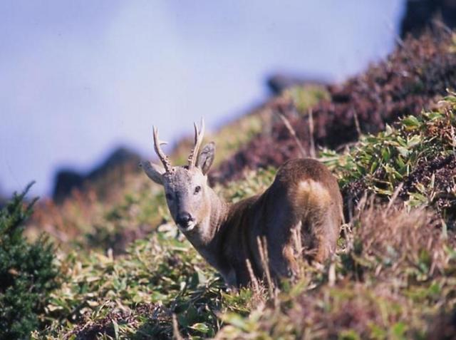 Jeju island endorses deer hunting  for three more years