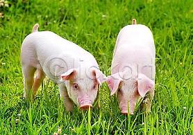 North Korea smugglers ship illegal pork to China: report