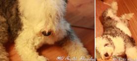 [FOCUS] Pet dog eating sparks angry internet campaign in South Korea 
