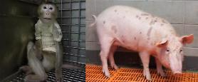 Monkey survives for 51 days after pig heart transplant