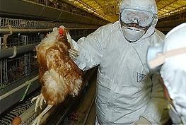 高病原性禽流感肆虐全韩国 家禽出口亮红灯