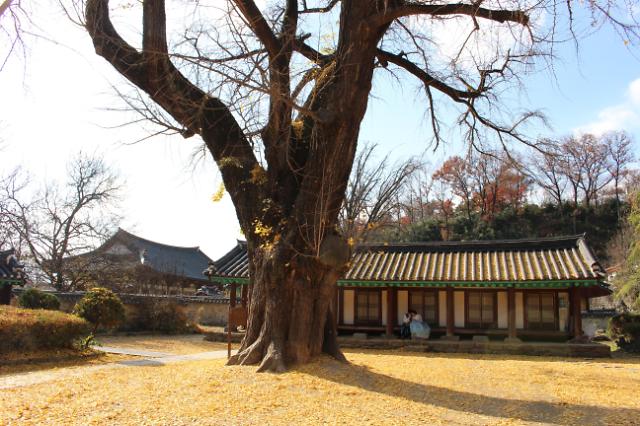 百年古树见证儒道传承——韩国全州乡校