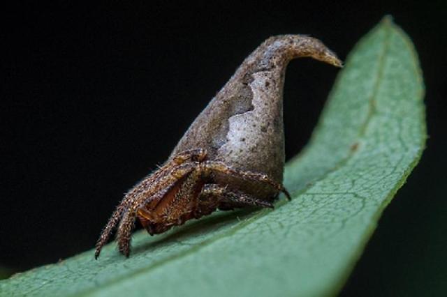 New Spider Species found in India named after Harry Potter sorting hat