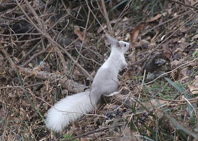 Rare white squirrel spotted in S. Korea wild  