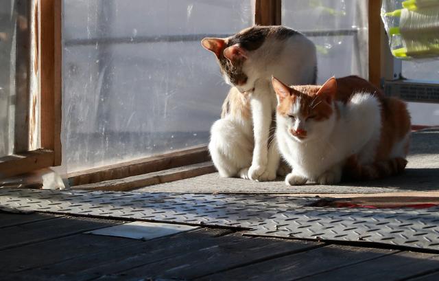 S. Korea orders hunt for stray cats to test blood samples
