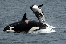 Worlds oldest killer whale presumed dead at the age of 105