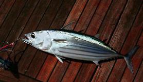 Conglomerates to operate giant fish farms for bluefin tuna and salmon 