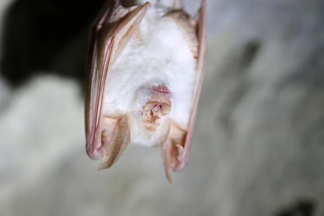 Rare white bat spotted in S. Korea national park