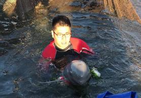 Stow nets blamed for sharp decline in population of finless porpoise