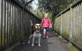 Charlie the Beagle steals his human sisters toy then apologizes