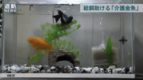 Do fish have feelings? This goldfish shows they do