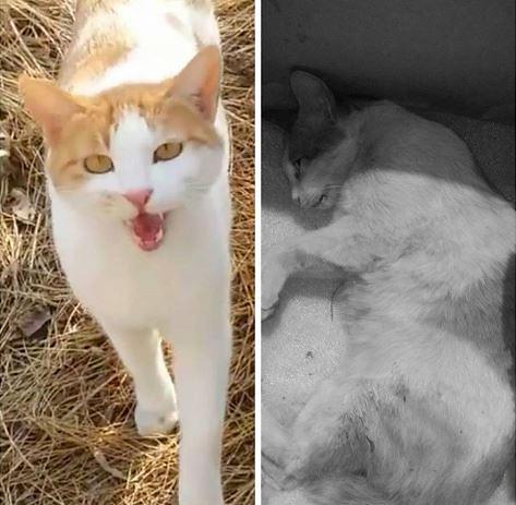 Rare police hunt for those suspected of killing cute mascot cat with rock