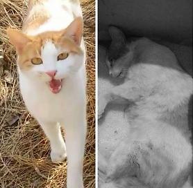Rare police hunt for those suspected of killing cute mascot cat with rock