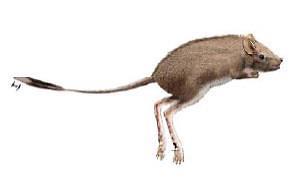 Footprint fossil of kangaroo-like Cretaceous mammal found in S. Korea