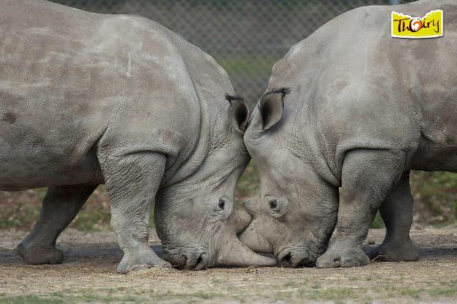 Poachers killed a white rhino and sawed off his horn in Paris zoo