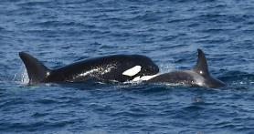 Killer whales spotted in waters near Korean peninsula: Yonhap