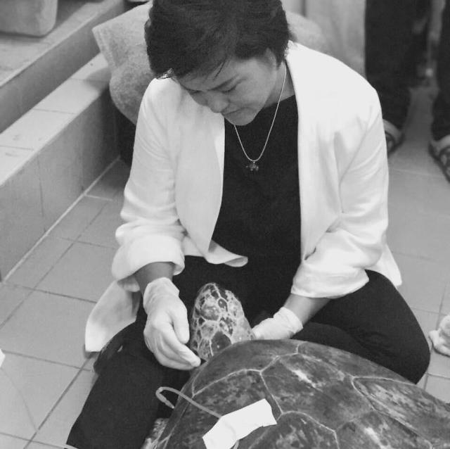 Piggy Bank sea turtle in Thailand dies after surgery to remove 915 coins