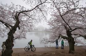 [GLOBAL PHOTO] Cherry blossoms bloom in Washington