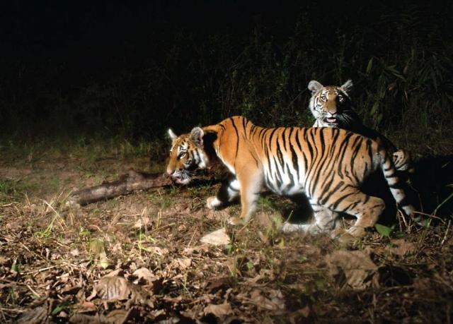 [GLOBAL PHOTO] Tiger family caught on camera while taking night stroll